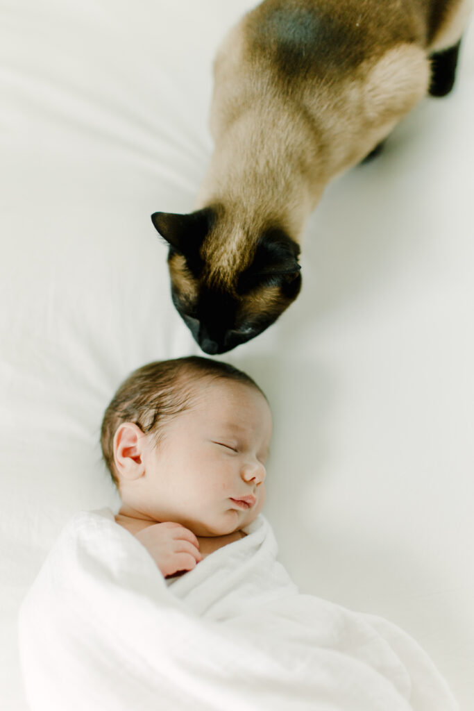 Cat sniffing newborn baby boy during in-home photo session with Boston newborn photographer Corinne Isabelle